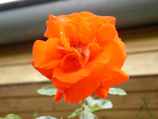 419094 (a): :1024x768